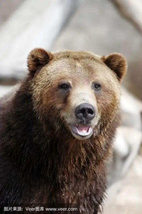 棕熊,可爱的,热,杂食动物,人工饲养动物