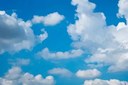 晴天晴空万里.宁静海边茂密的森林.海边有很多树的野生海滩.