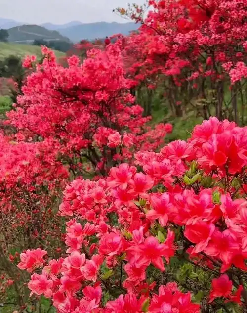 绝美映山红100幅最美人间四月天一夜春风映山红