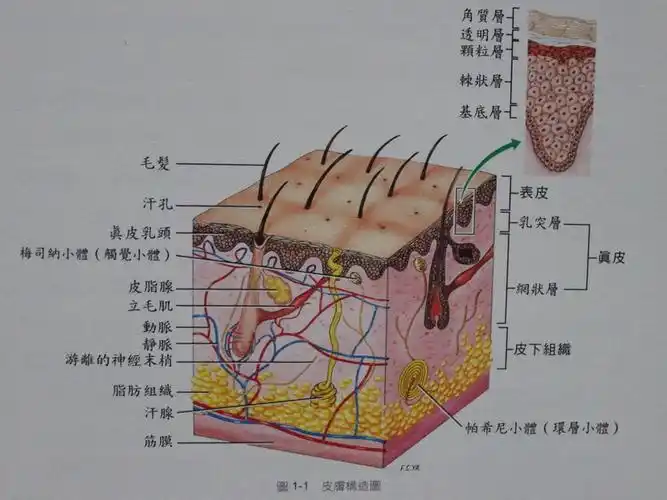 皮肤表皮细胞的棘层