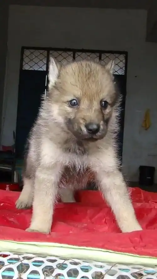 混血狼幼崽幼犬
