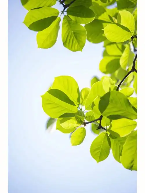 玉兰花谢了之后不要错过它的叶子哟!