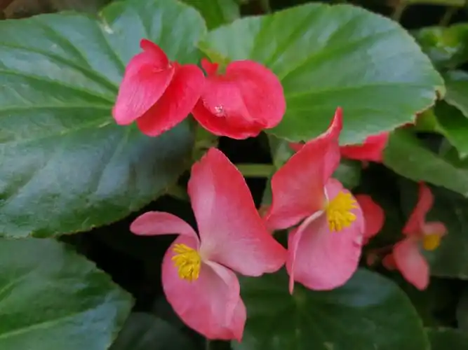 千姿百态秋海棠,诗情画意在其中