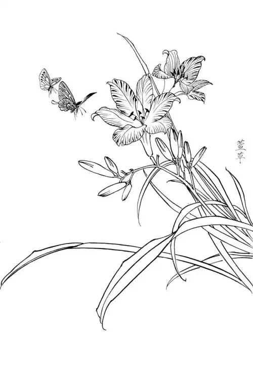 0022_工笔画春夏花卉白描线稿素材高清图萱草_0x0px_jpg_600dpi_3真迹