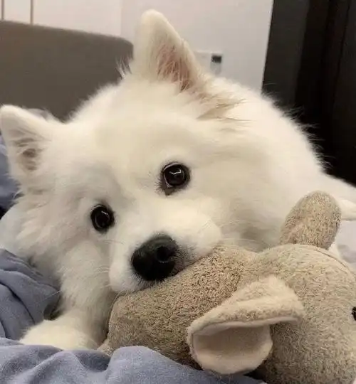 微信头像图片狗狗