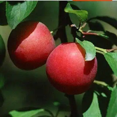 新品种李子树【袭人香】美丽娇艳,果肉细嫩,清脆 含蜜桃味.