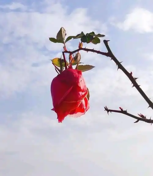 美丽的女人似带刺的玫瑰