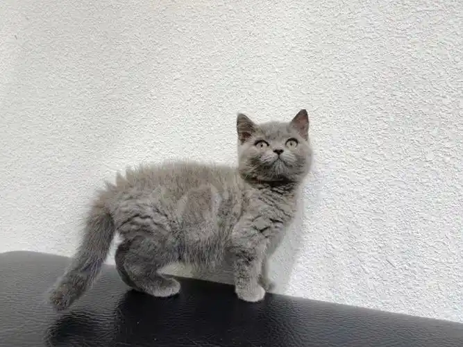 自家繁育纯种蓝猫仅剩一只!自家繁育寻找真心对他的爱猫人士仅限自提.