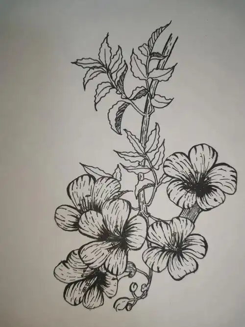 凌霄花新手绘画临摹510