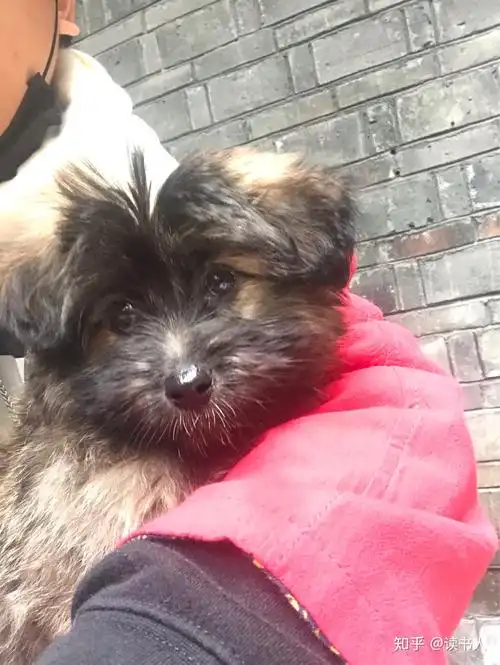 黑黄相间的小狗是什么品种