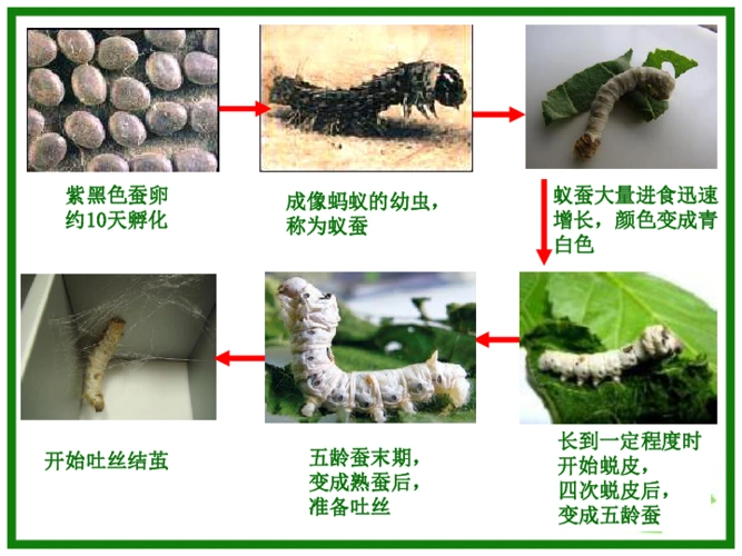 3《蚕变了新模样》 课件(16张ppt)
