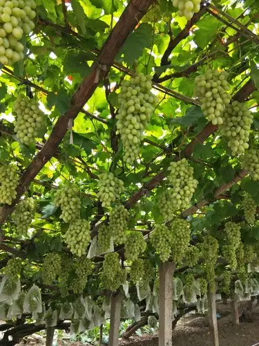 2018,葡萄园留影