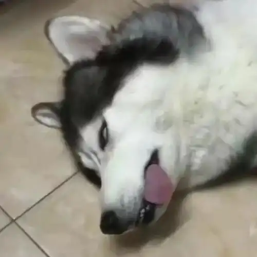 吐舌头翻白眼是什么梗