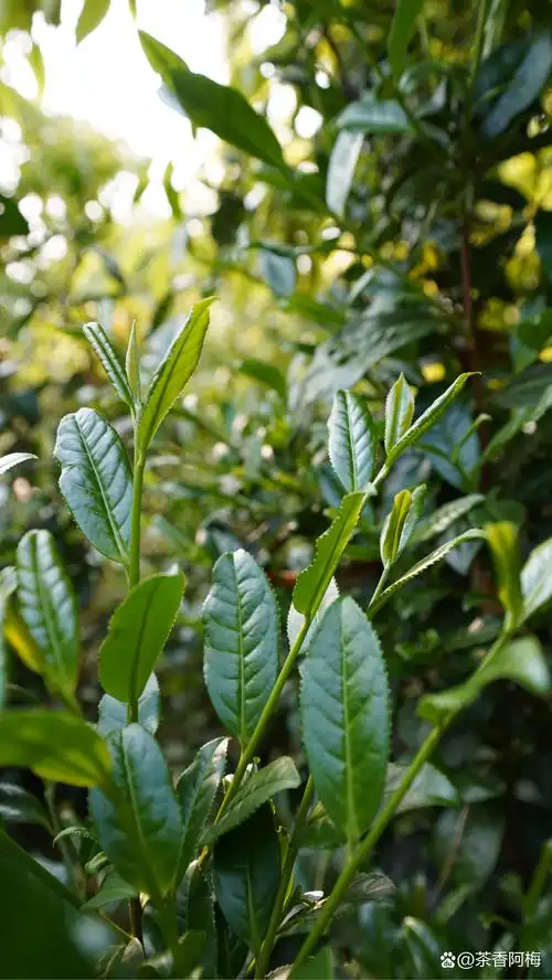 这样荒山野茶你见过吗?