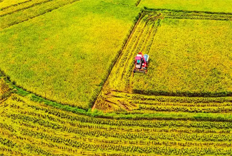 立秋后,重庆垫江县45万亩水稻相继成熟,稻田到处可见收割机抢收粮食的
