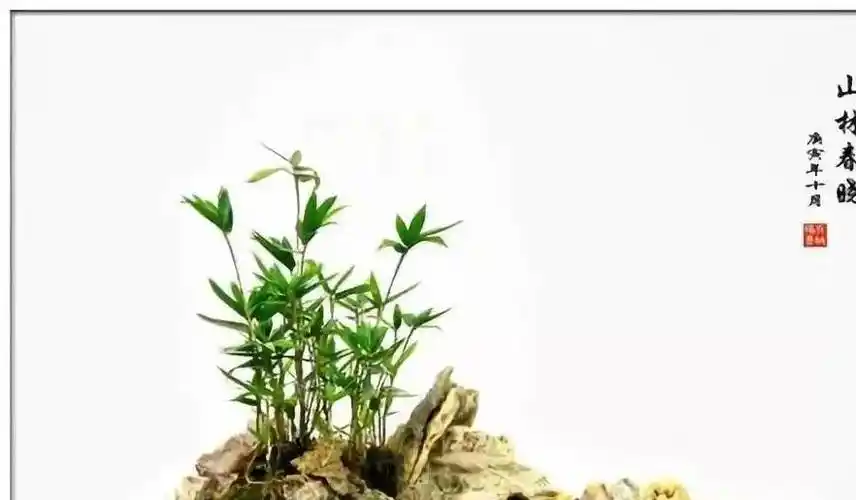 原创路边的石头野草带回家种盆里长成的盆景比文竹还好看