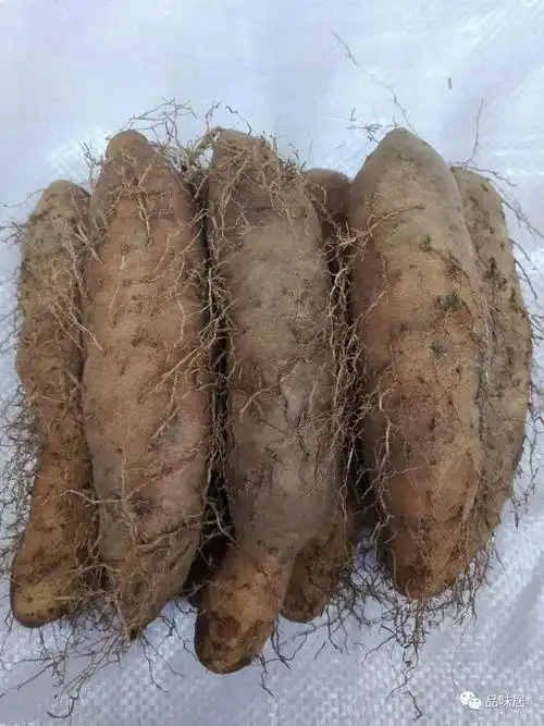 {品味居第二十二期}-【美食斋】-《美食·化州毛薯清炊》