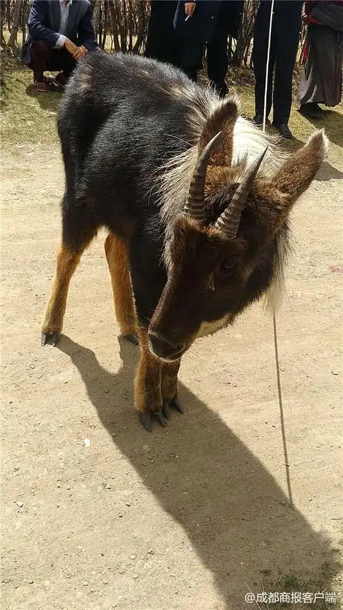 四不像是什么动物 今晚四不像图一生肖-百科叔叔