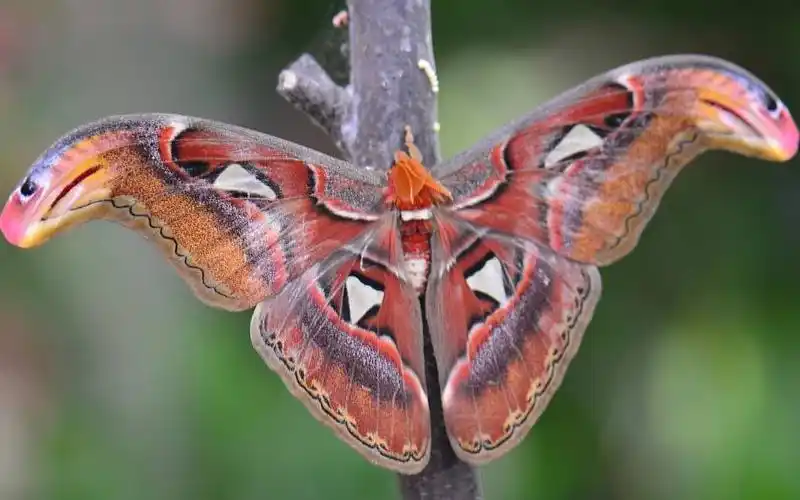 世界上最大的蛾乌桕大蚕蛾