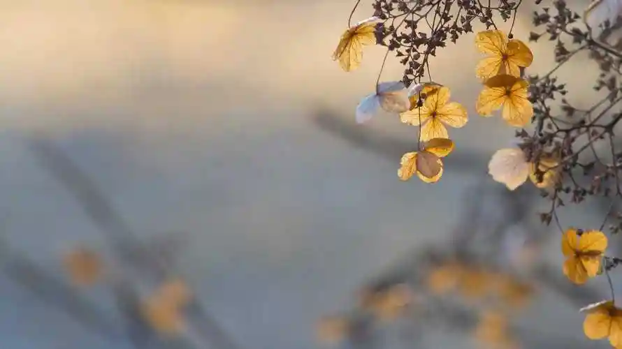 岁月静好时光无恙是什么意思流年不殇岁月无恙时光静好什么意思