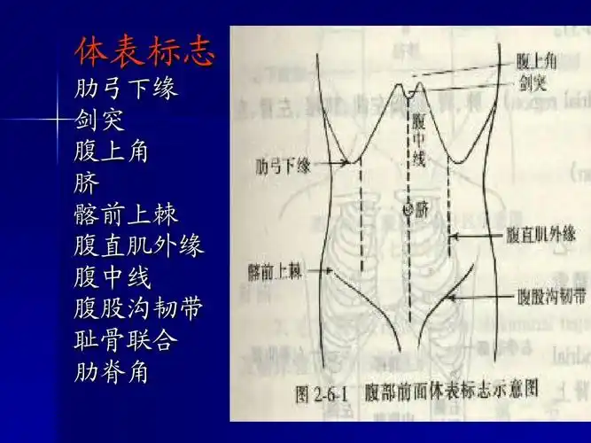 评分标准 胸部体格检查 神经体格检查 肿瘤标记物 胺碘酮的应用 腹部