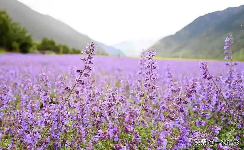 长焦镜头下的薰衣草花海