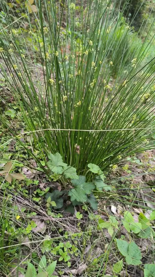 震惊了,原来灯心草还有这样的故事