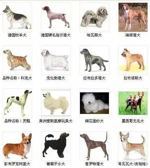 全世界大型犬品种大全