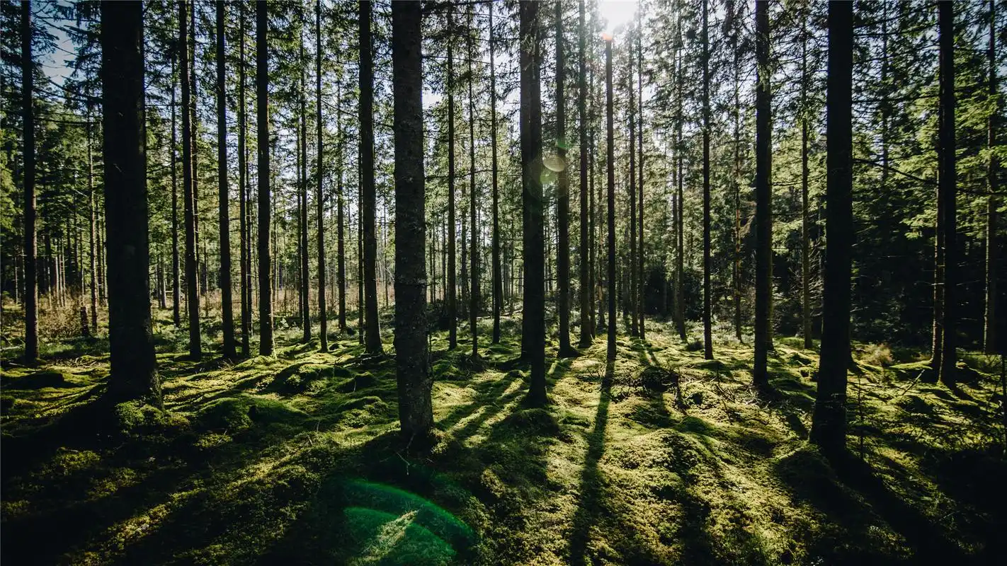 茂密丛林风景高清桌面壁纸-风景壁纸-手机壁纸下载-美桌网