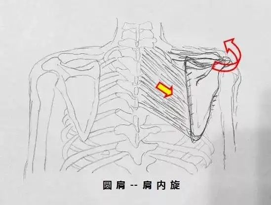 肩胛内侧痛
