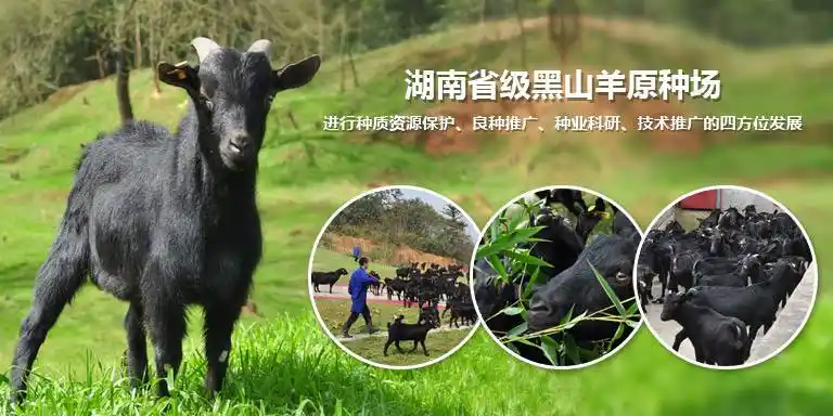 公司图片_湖南湘美黑山羊繁育有限公司 - 搜了网