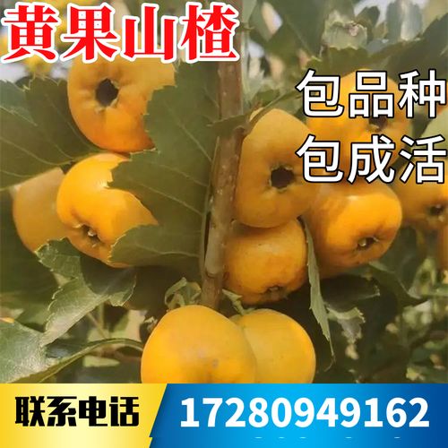 黄果山楂树活苗南北方庭院地栽种植特大果树盆栽嫁接果苗当年结果
