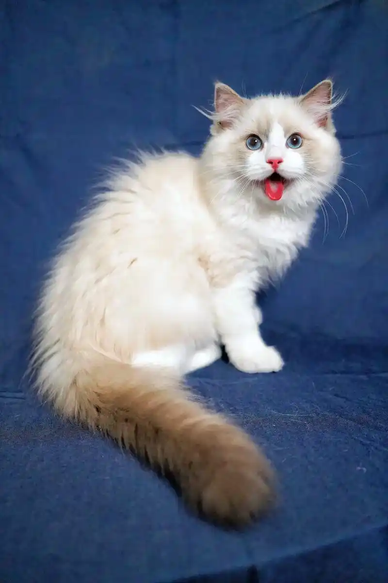 超可爱蓝双布偶猫弟弟找家