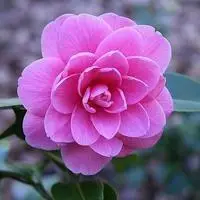 娇艳诱人的山茶花唯美头像,图片,微信头像-qq个性网