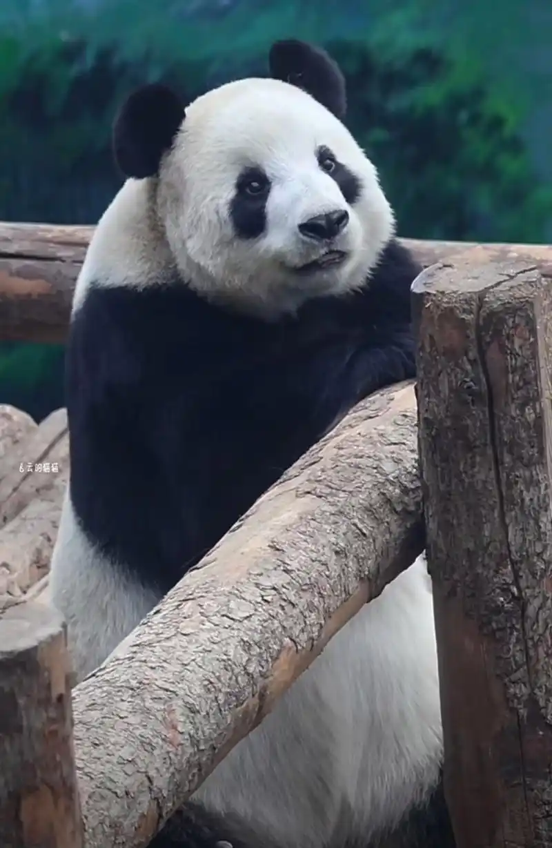 大虎子这幅呲牙咧嘴的模样也不怕吓到小孩子,好像要吃掉小朋友一样
