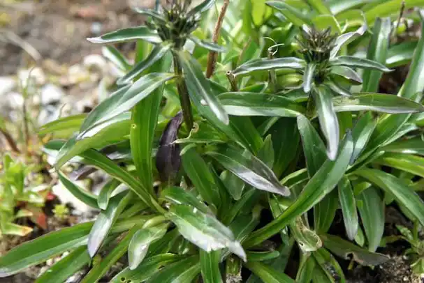 原创这种野草能治愈肝炎肝硬化腹水每天一棵就行连医院都在用