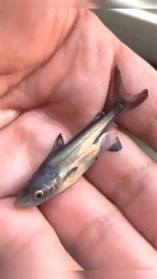 世界上最小的鲨鱼才五六厘米长这一幕太搞笑了