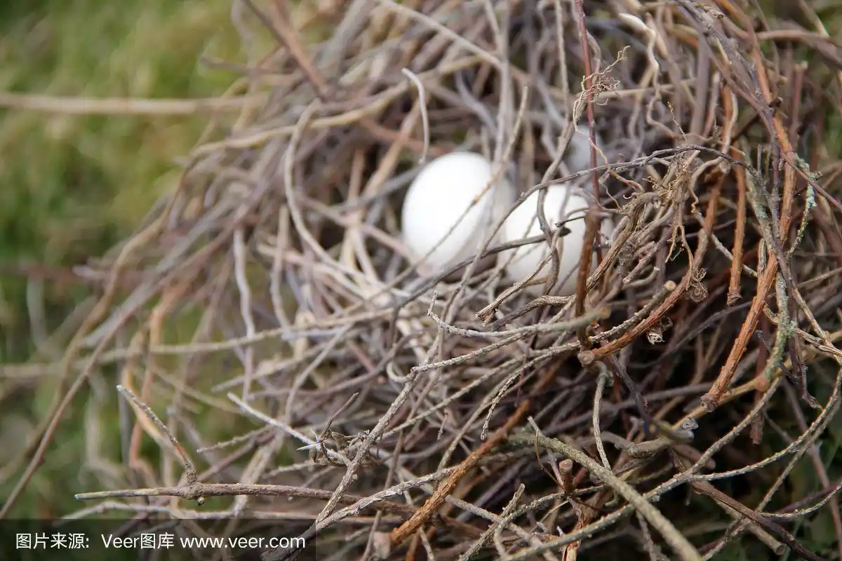 鸟巢里的白色鸟蛋
