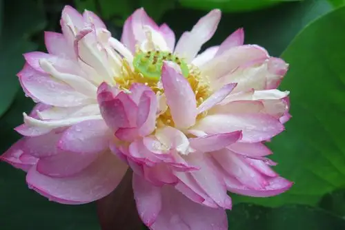 上海古猗园第八届荷花睡莲展(上)