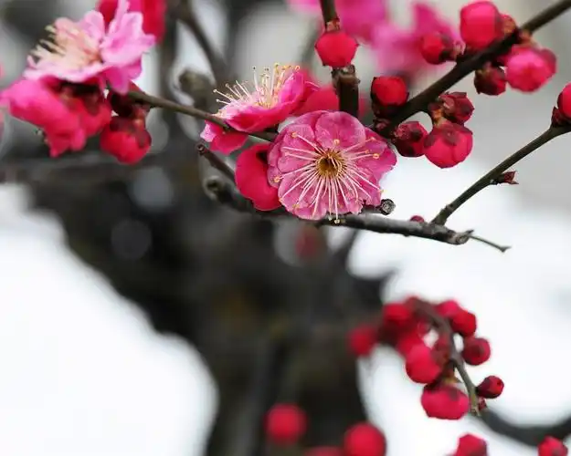 粉红色的梅花盛开 壁纸
