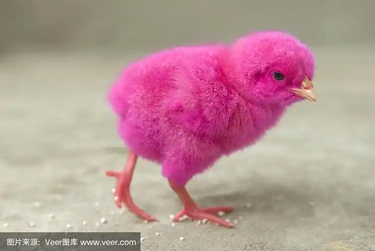 粉红色的鸡走