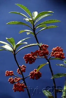 回老家发现一种神奇的草药,跌打损伤吃了半个小时就不痛了