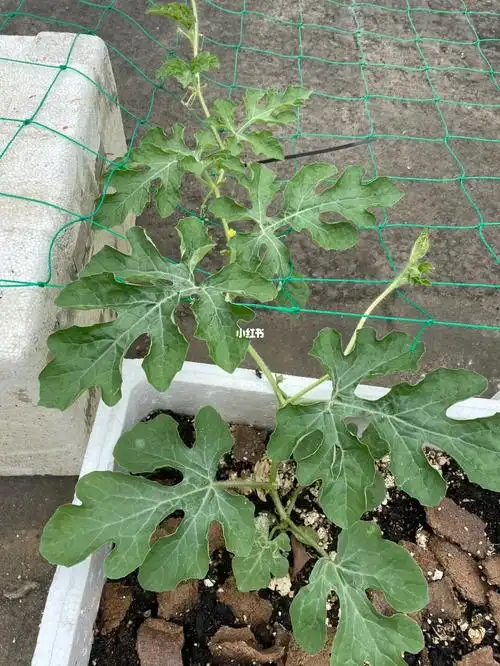 西瓜苗怎么留侧蔓