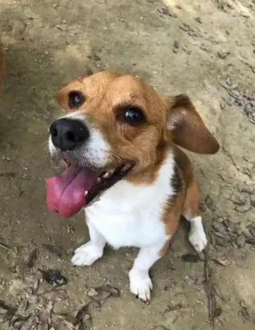 柯基跟柴犬的串儿