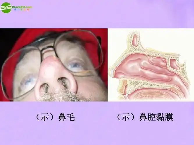 (示)鼻毛 (示)鼻腔黏膜