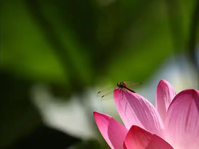 蜻蜓点花 花更艳