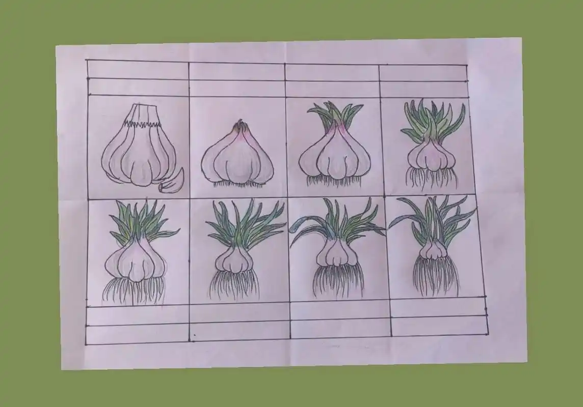 蒜苗成长记录 蒜苗成长记录手绘图 ,老师留的作业,这画画功底,还得靠