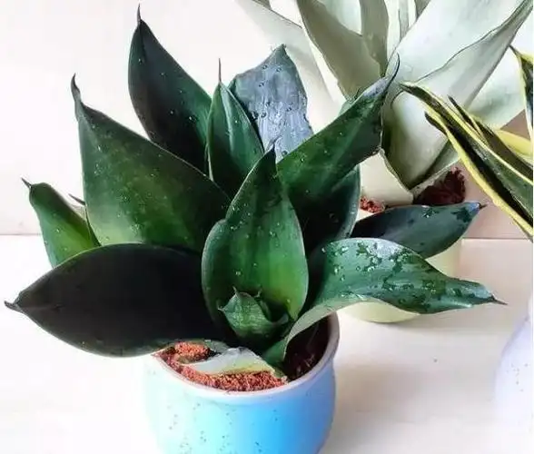 虎皮兰哪个品种最好养(最全虎皮兰图鉴)31