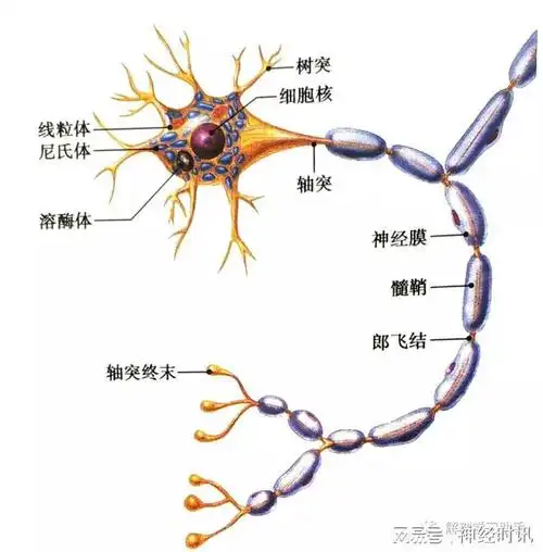 基本组织 — 神经组织知识分享|细胞|郎飞|神经元|轴突|胞体_网易订阅