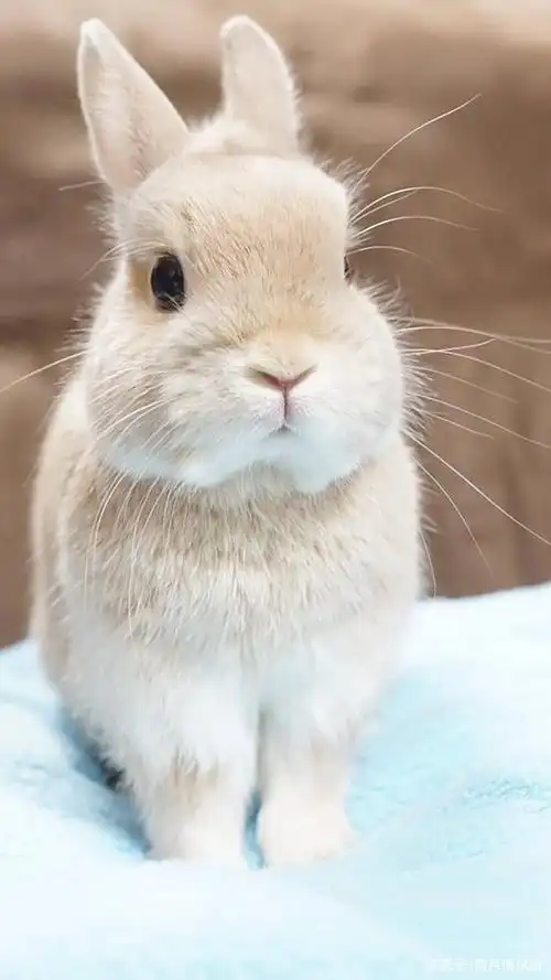 是你喜欢的可爱小兔子吗